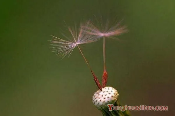 红色蒲公英的花语 至死不渝的爱