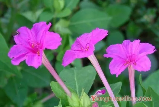 紫茉莉花语是什么，忠贞/尊敬/质朴/猜忌/胆小/怯懦/迷人