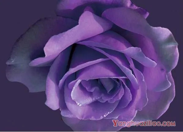 全世界只对你有感觉：紫玫瑰花语