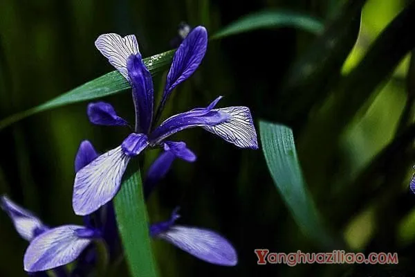 马蔺的花语和传说