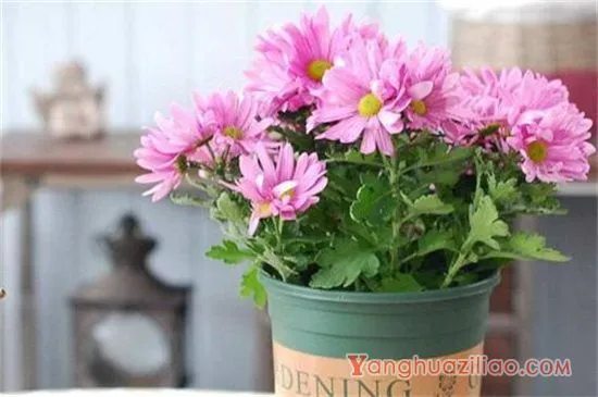 雏菊种类,雏菊花语是什么 雏菊种类,雏菊花语是什么