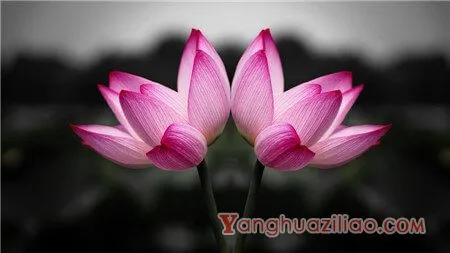 并蒂莲的花语和传说 第4张 并蒂莲的花语和传说 第4张