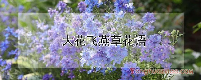 大花飞燕草花语