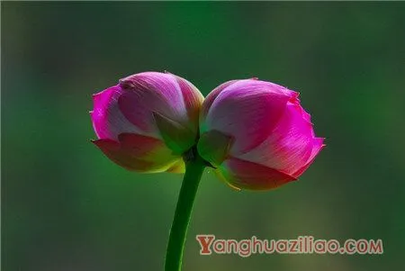 并蒂莲的花语和传说 第3张 并蒂莲的花语和传说 第3张