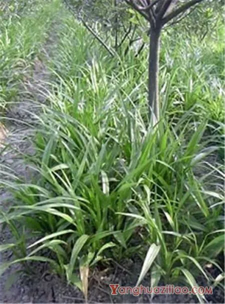 吉祥草的花语及其价值 第4张