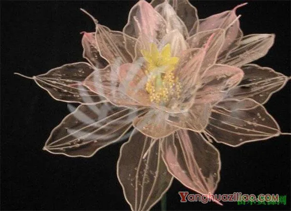水晶花是如何制作的 水晶花有什么花语和寓意象征