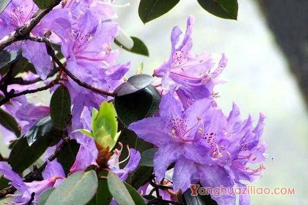 家庭种植花卉的花语总结：各种花卉的花语