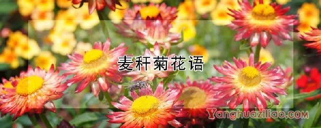 麦秆菊花语