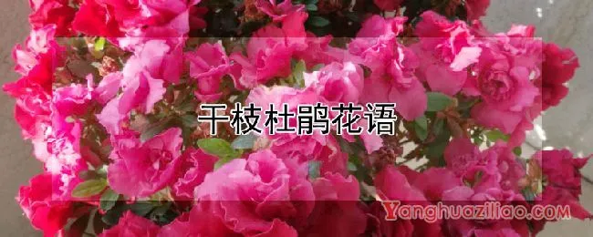 干枝杜鹃花语