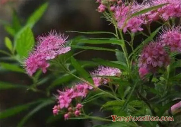 夕雾花的花语是什么 夕雾草种子种植方法