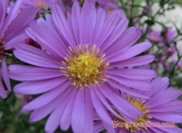 紫色雏菊的花语是什么，高贵优雅与纯洁_花语大全
