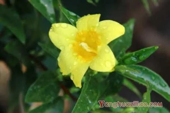 金钩吻的花语是独爱你一人 金钩吻的养殖方法