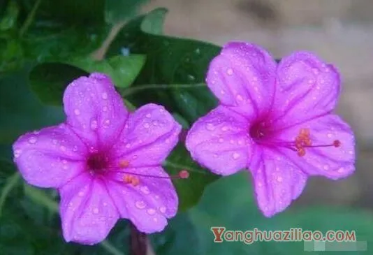 紫茉莉花语是什么，忠贞/尊敬/质朴/猜忌/胆小/怯懦/迷人