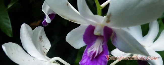 白色紫罗兰的花语