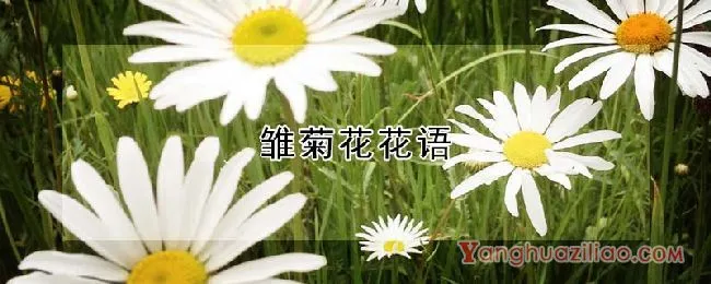 雏菊花花语