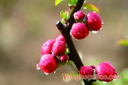 海棠花的花语是什么，海棠花是否有毒呢
