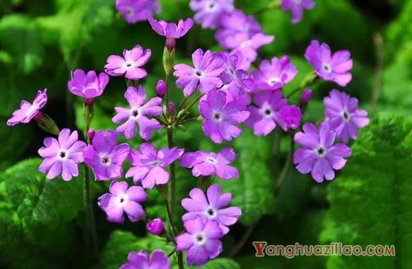 樱花草的花语|樱花草图片欣赏
