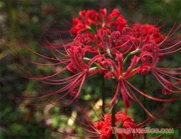 曼珠沙华开花时间和图片 曼珠沙华的花语和传说