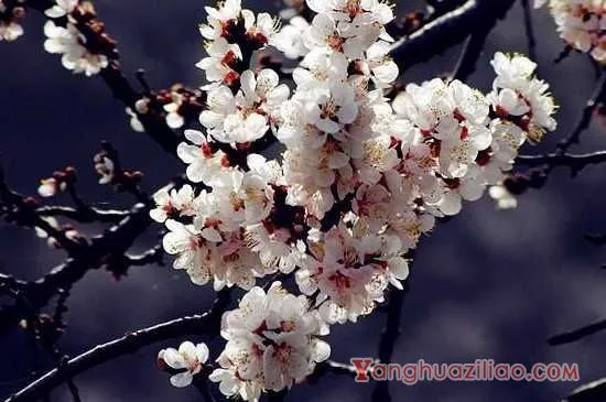 杏花的花语与寓意