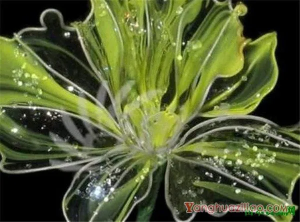 水晶花是如何制作的 水晶花有什么花语和寓意象征