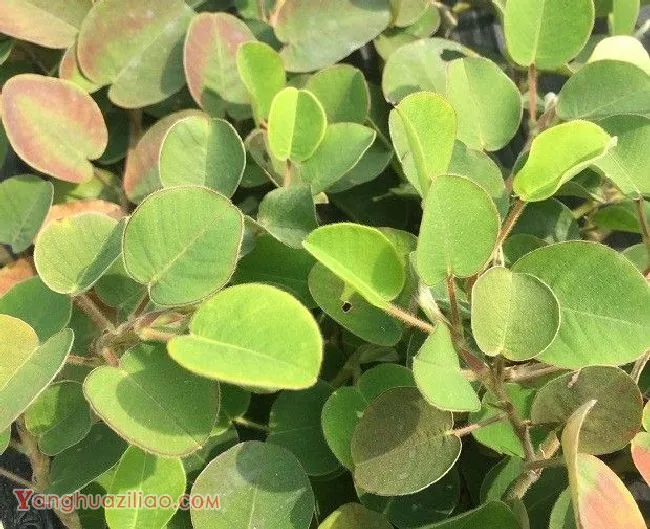 种植广金钱草如何管理? 种植广金钱草如何管理?