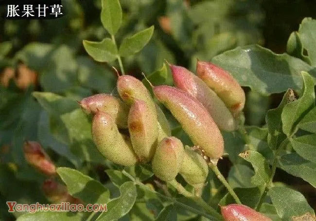 甘草有几种？