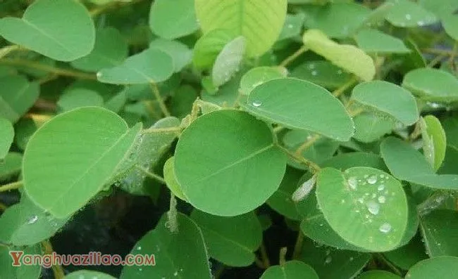 种植广金钱草如何管理? 种植广金钱草如何管理?