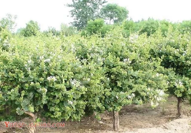 山东金银花介绍 山东金银花介绍