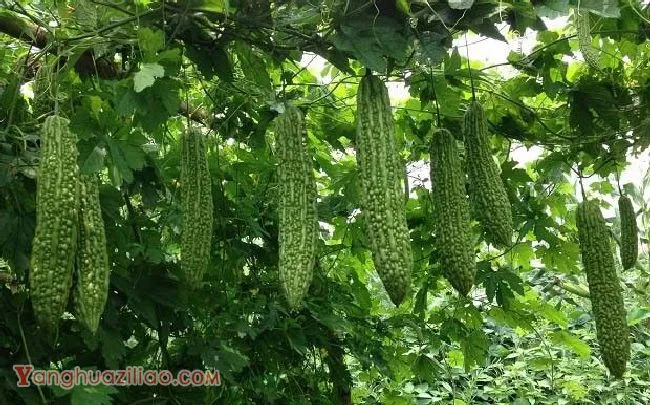 苦瓜每亩种多少棵？