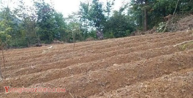 种植天麻夏秋季怎么样管理? 种植天麻夏秋季怎么样管理?