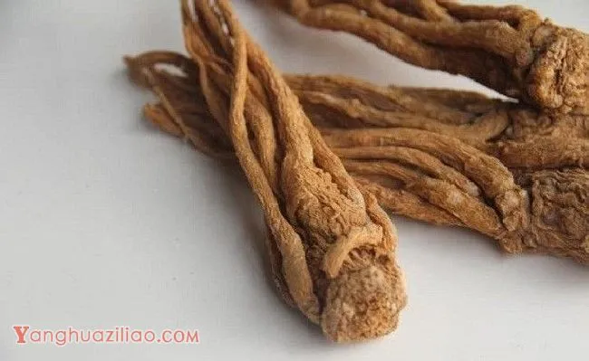 当归有哪些作用? 当归有哪些作用?