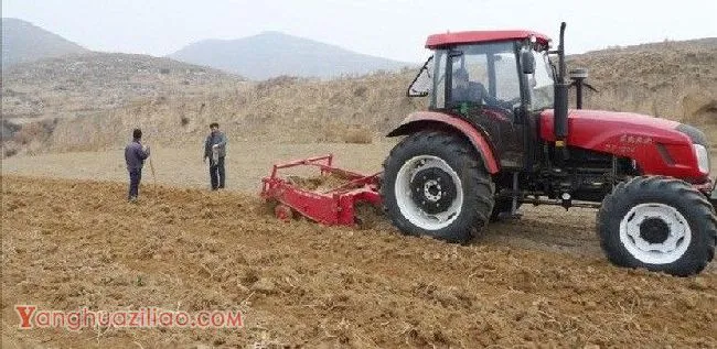种植板蓝根如何选地整地？