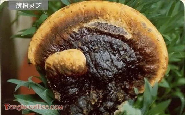 人工种植的灵芝品种有哪些? 人工种植的灵芝品种有哪些?