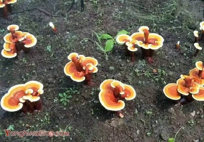 制作灵芝菌种时可以使用哪些消毒剂？