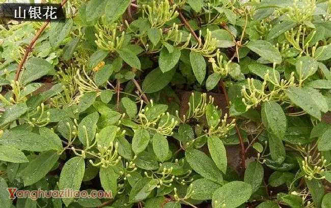 金银花有哪些品种? 金银花有哪些品种?