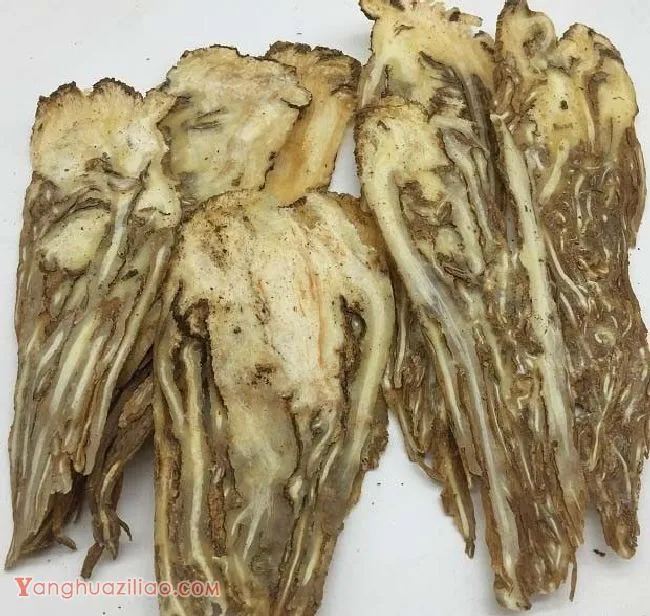 当归的功效与作用是什么? 当归的功效与作用是什么?