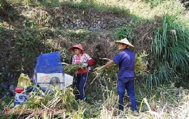 种植薏苡如何采收? 种植薏苡如何采收?