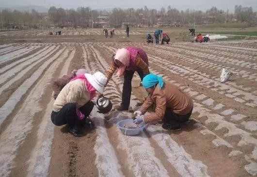 当归怎么样直播? 当归怎么样直播?