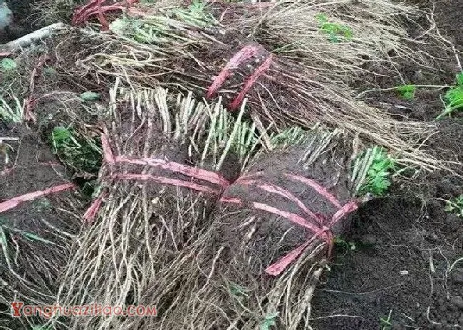 当归早期抽薹如何预防? 当归早期抽薹如何预防?
