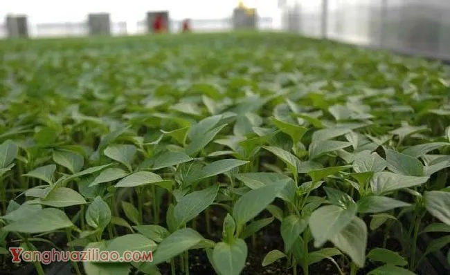 辣椒品种 辣椒品种