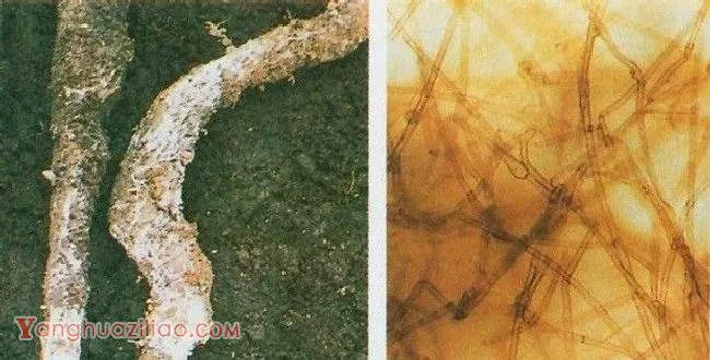 种植白芷如何防治紫纹羽病？