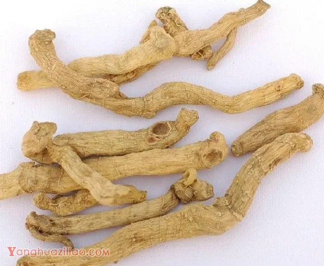 什么是玉竹？