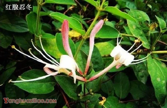 金银花有哪些品种? 金银花有哪些品种?