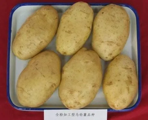 LK99马铃薯品种好不好？
