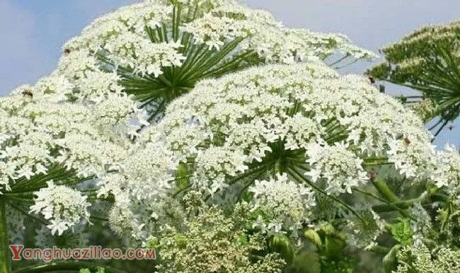 白芷如何繁种？