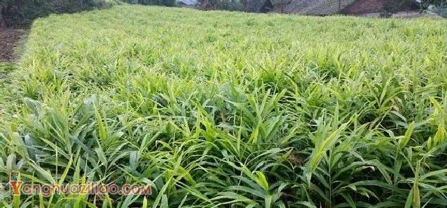 种植生姜怎么样追肥？