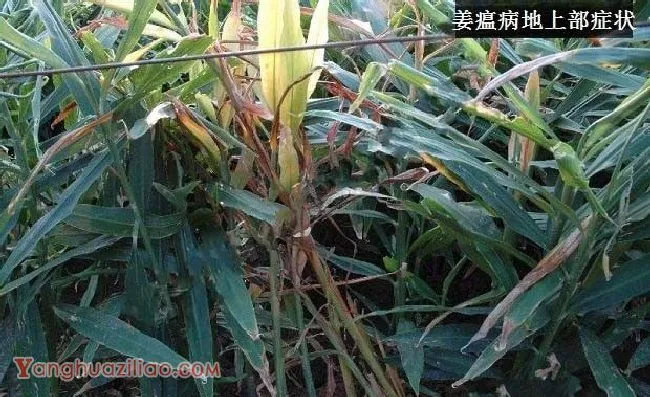 种生姜如何防治姜瘟病？