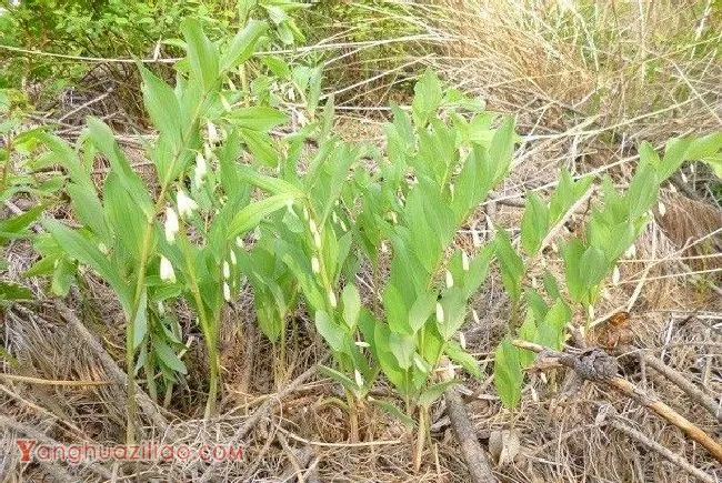 种植玉竹需要怎么样的环境条件？