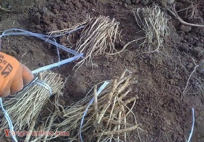 党参苗如何移栽定植？