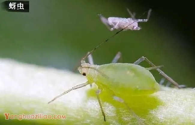种植黄柏如何防治病虫害？